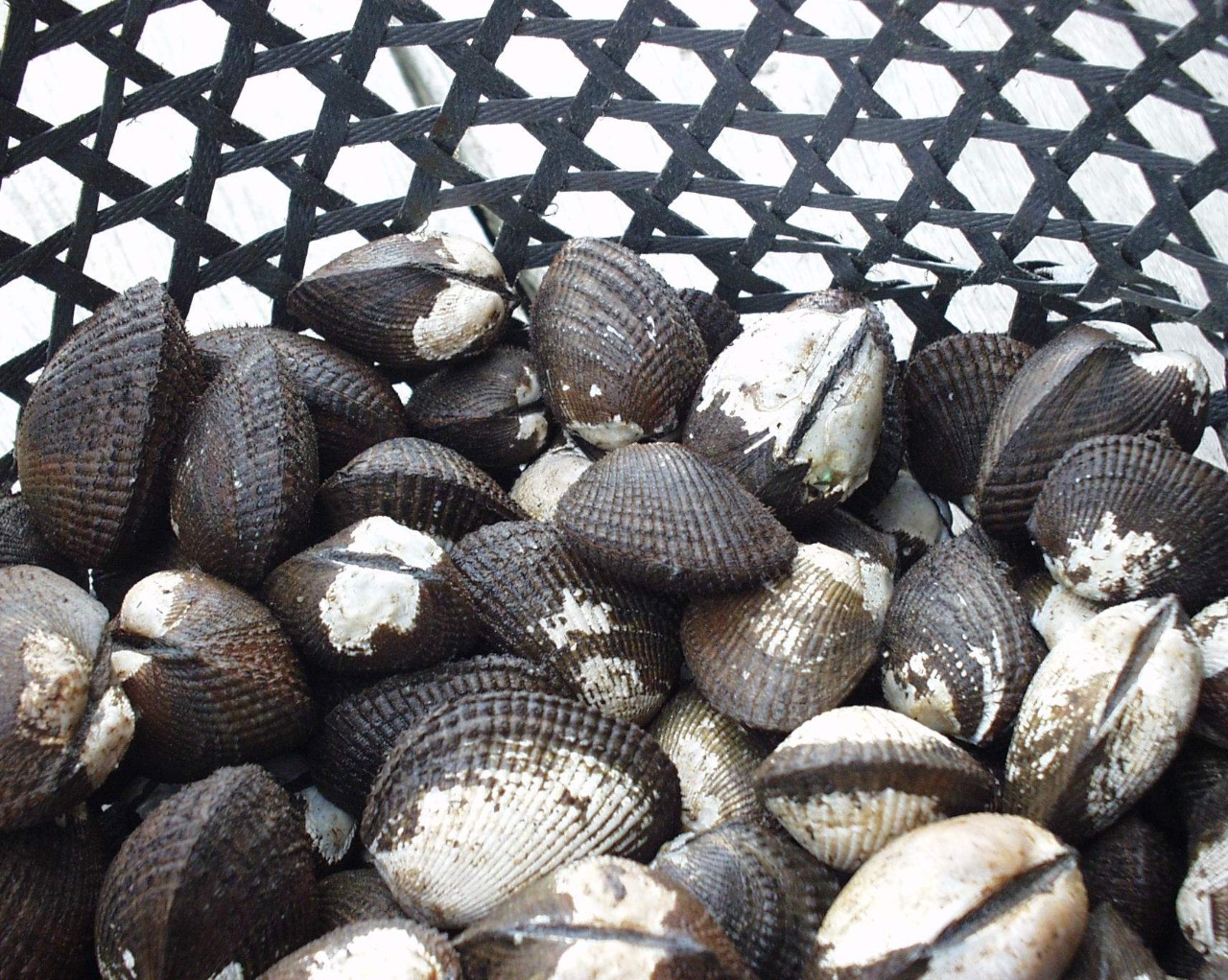 Inicio whatsapp image 2025 07 13 at 8.14.11 am (3)